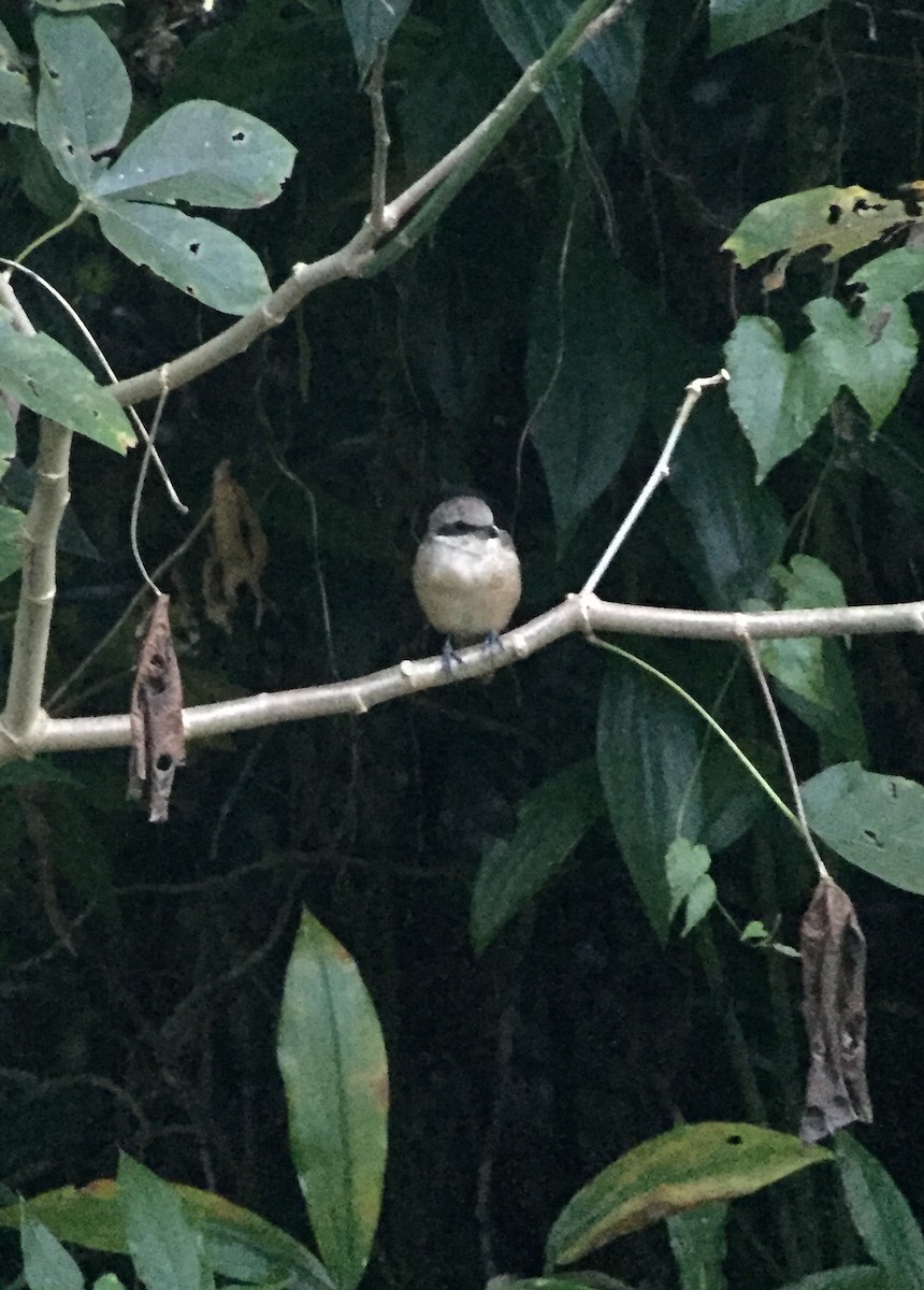 Brown Shrike - ML52834381