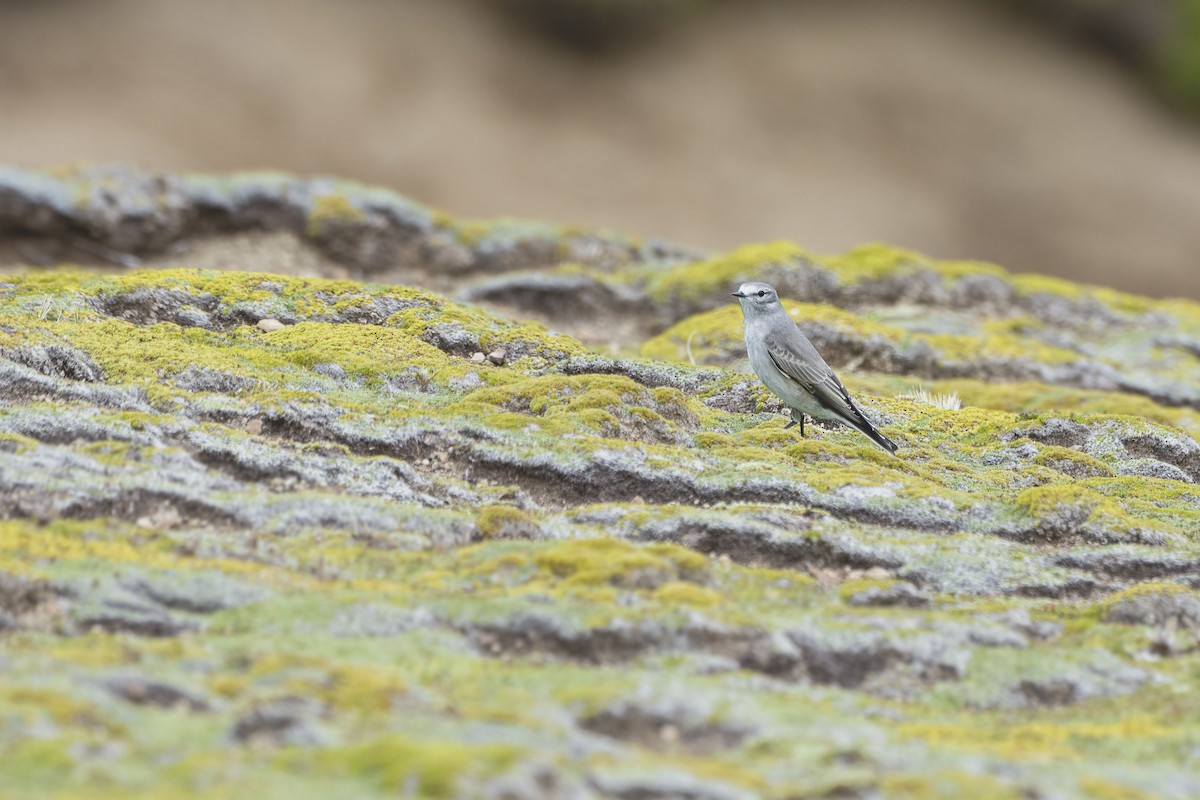 Ochre-naped Ground-Tyrant - ML528343841