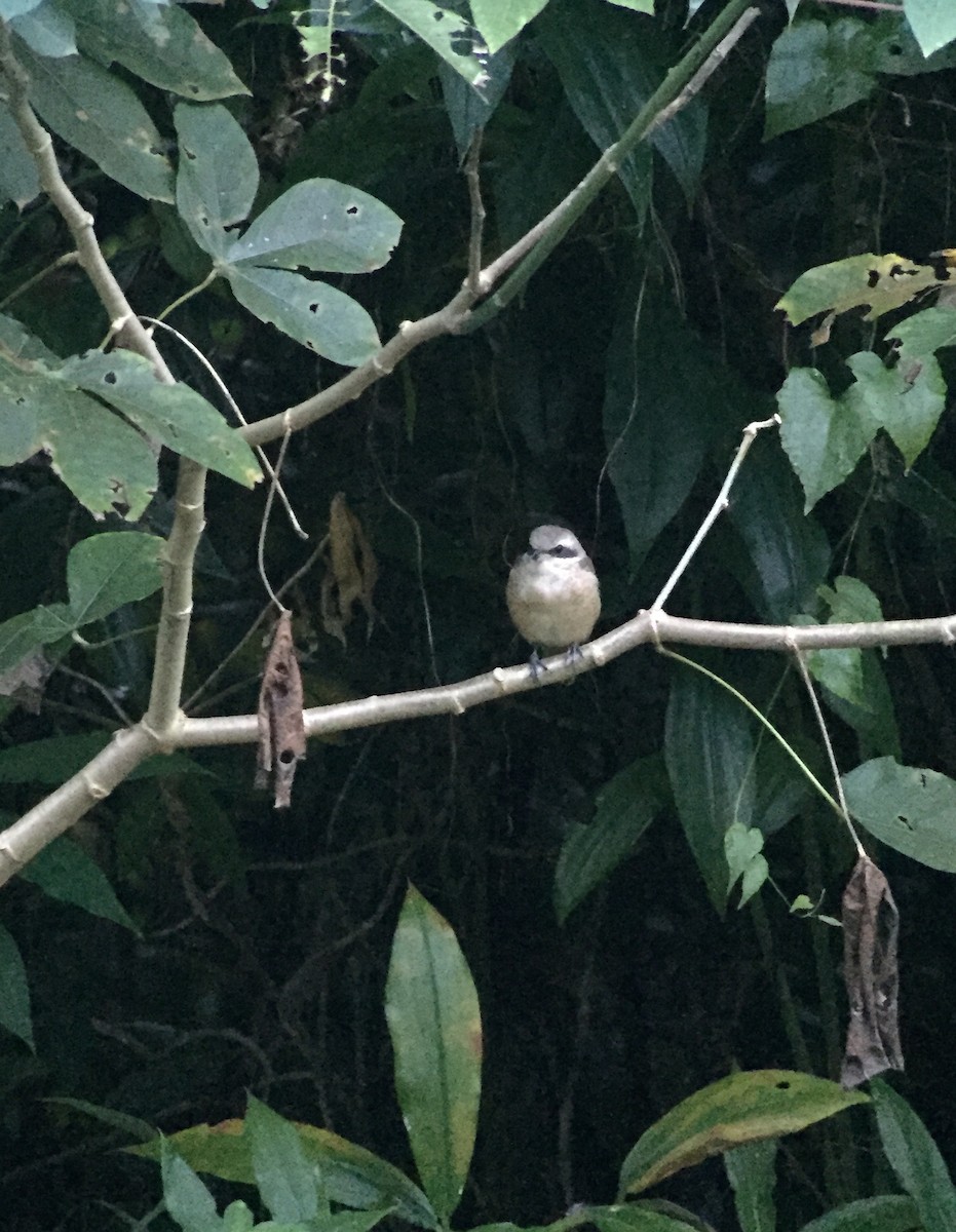 Brown Shrike - ML52834401