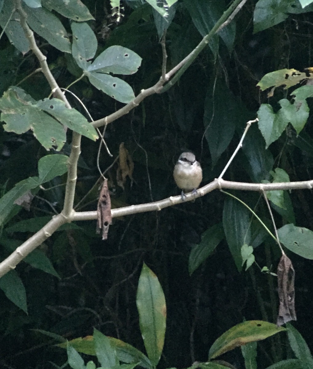 Brown Shrike - ML52834411