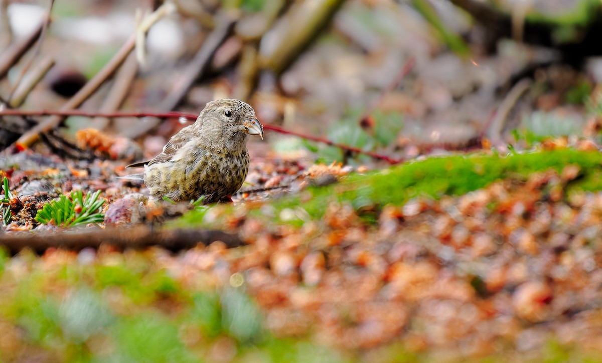 White-winged Crossbill - ML528344341