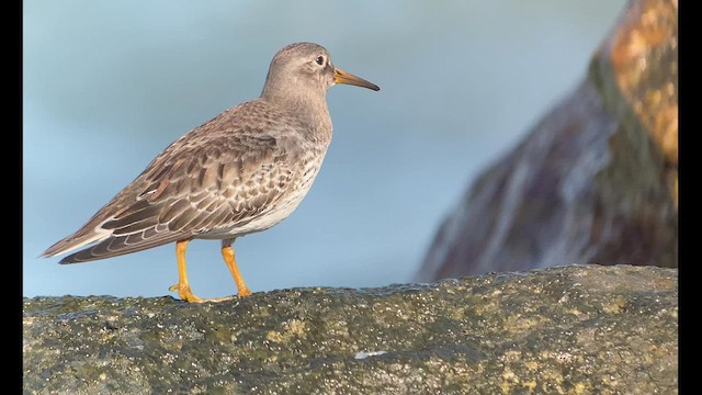 Purple Sandpiper - ML528345161