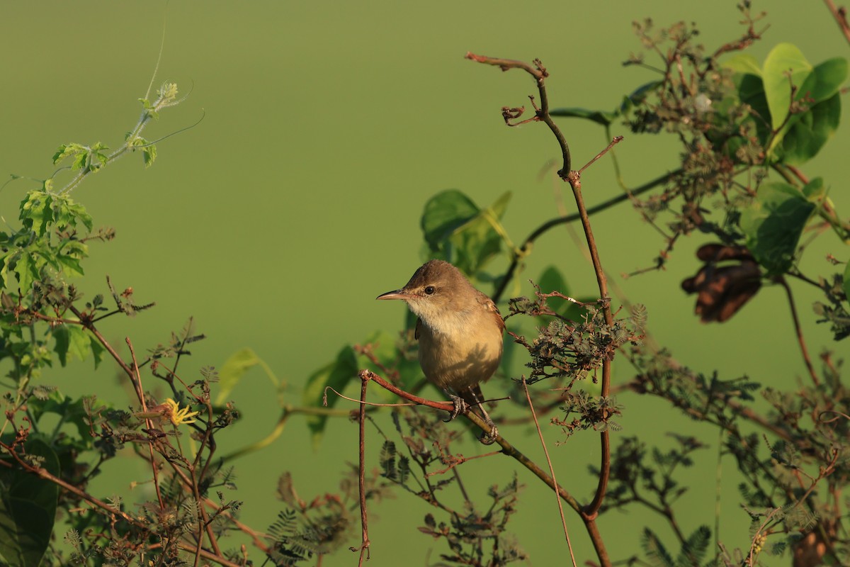 Oriental Reed Warbler - ML528345231