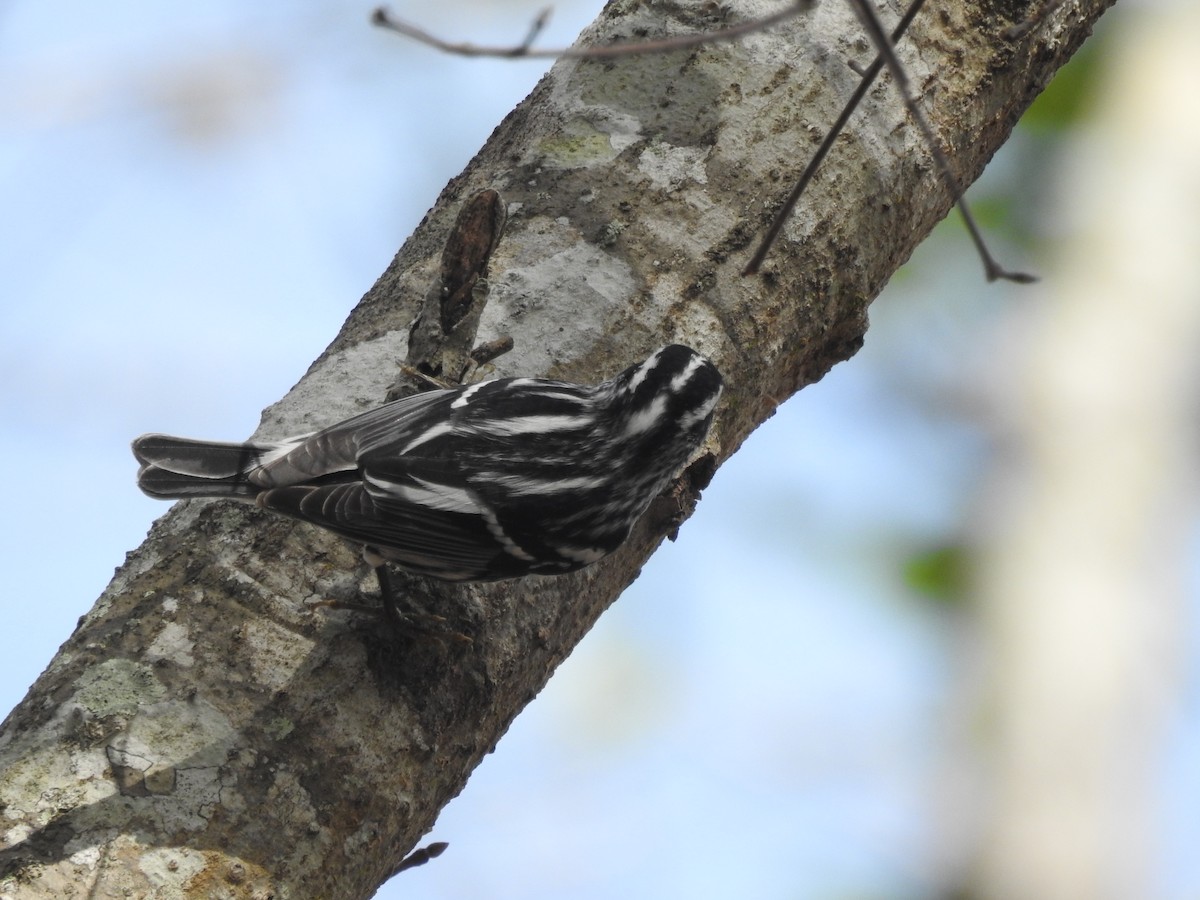 Black-and-white Warbler - ML528345271
