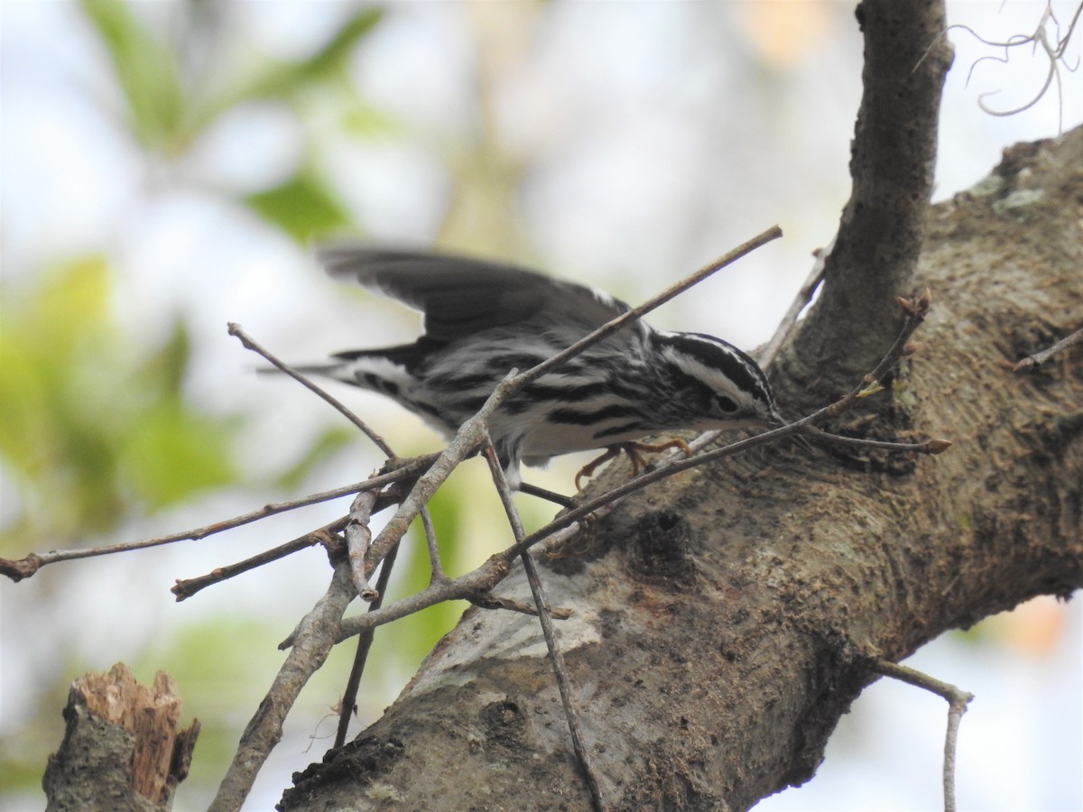 Black-and-white Warbler - ML528345281