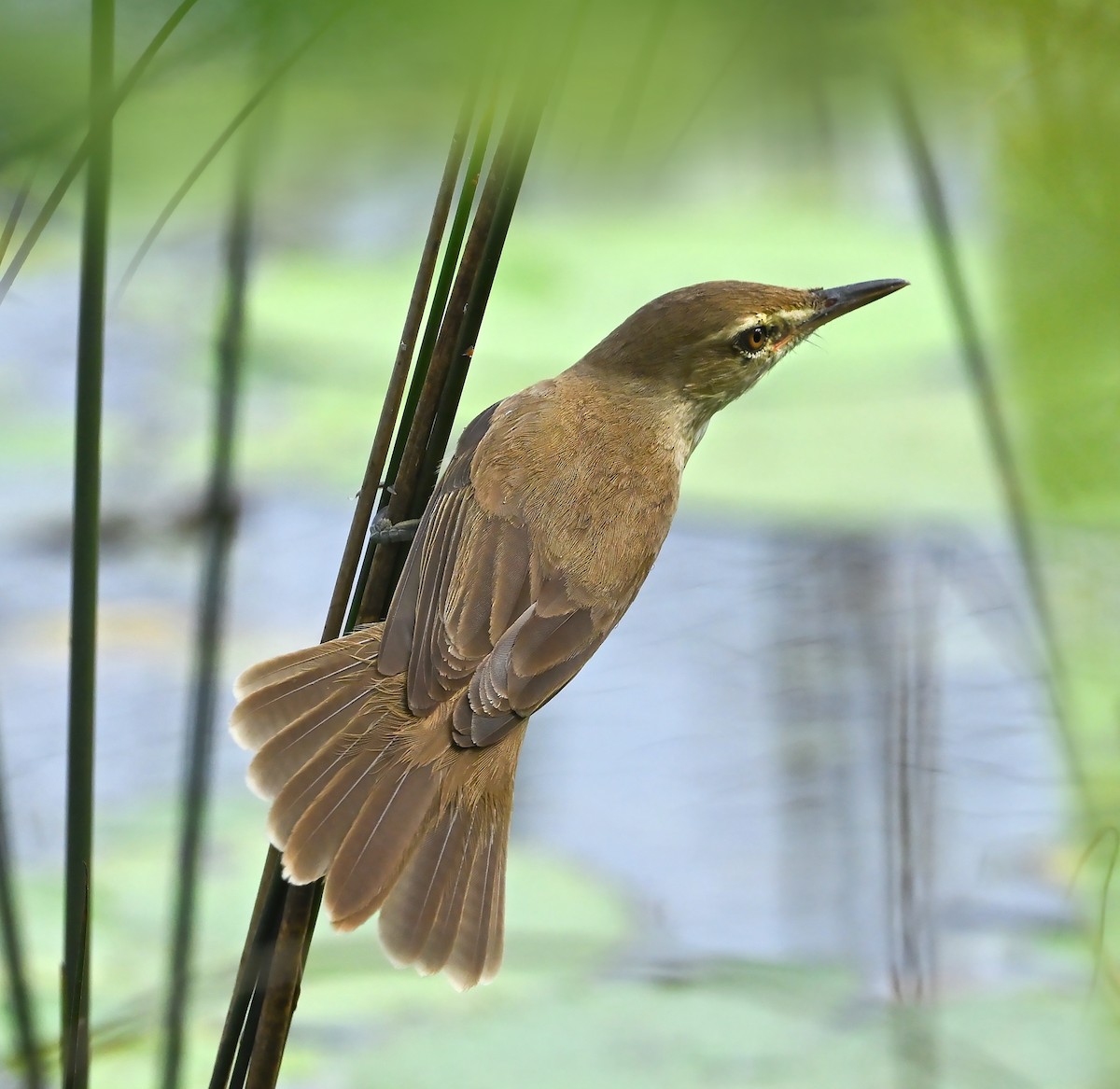 Clamorous Reed Warbler - ML528345471