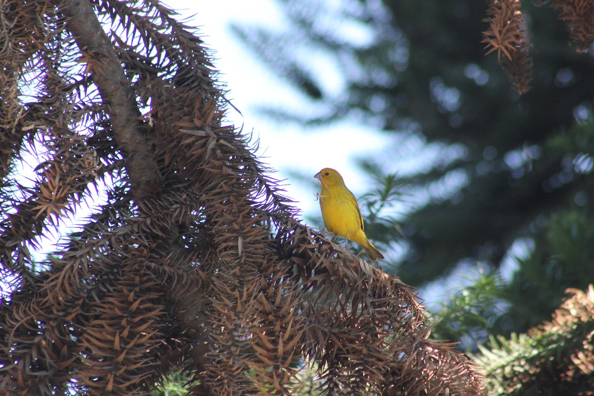 Saffron Finch - Romina Tapia Monsalve