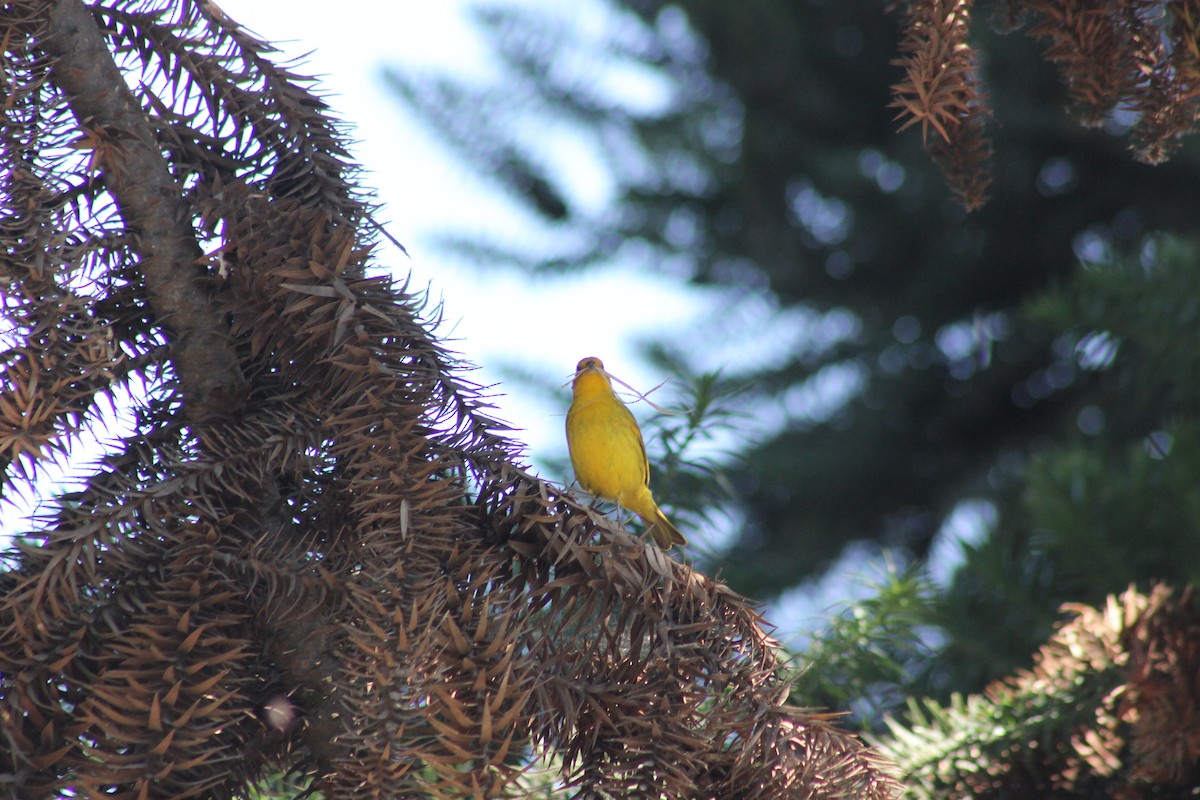 Saffron Finch - ML528346661