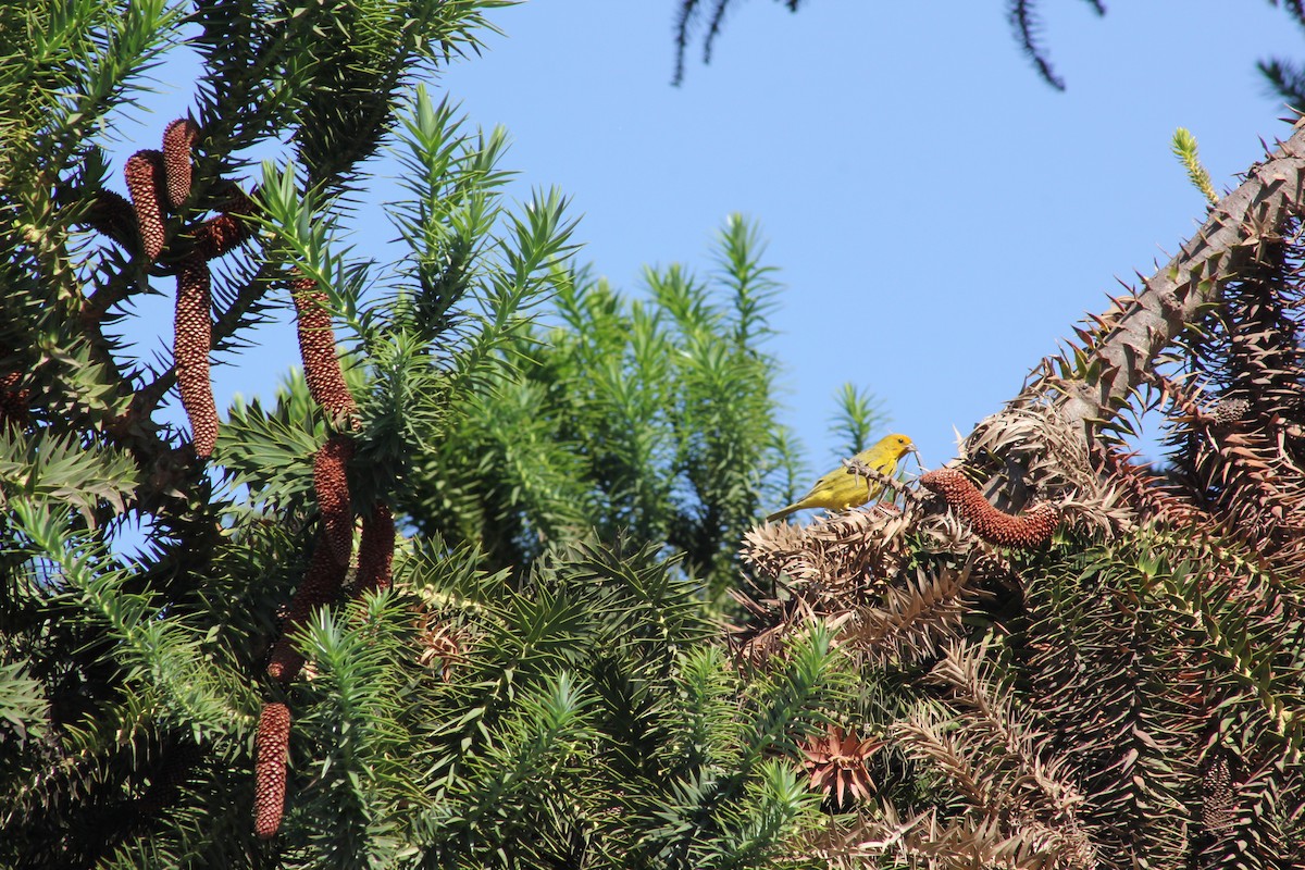 Saffron Finch - ML528346681