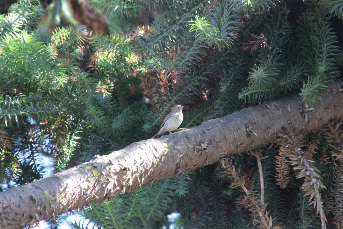 Saffron Finch - ML528346691