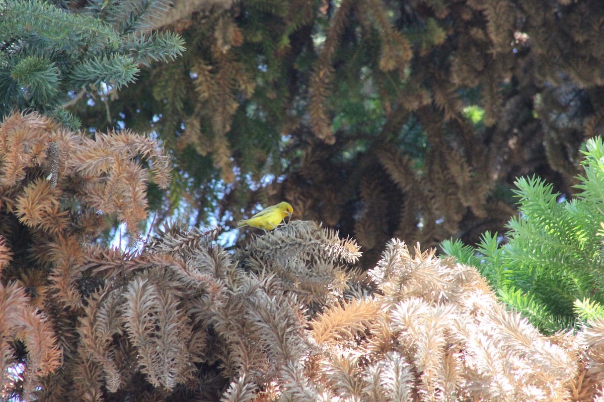 Saffron Finch - Romina Tapia Monsalve