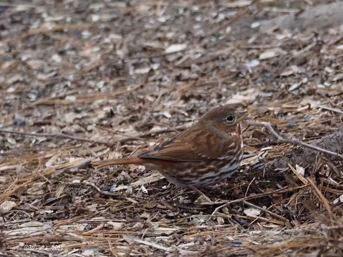 Fox Sparrow (Red) - ML528347631