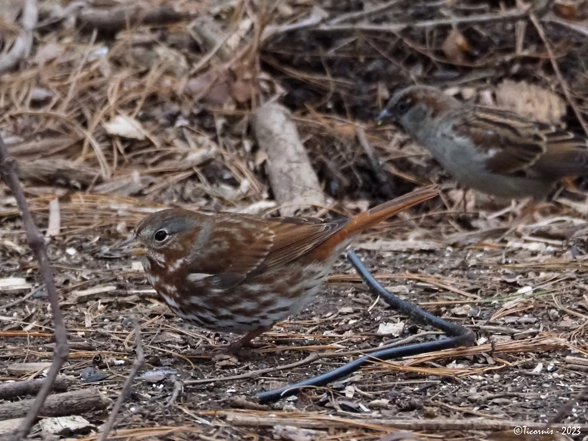 Fox Sparrow (Red) - ML528347681