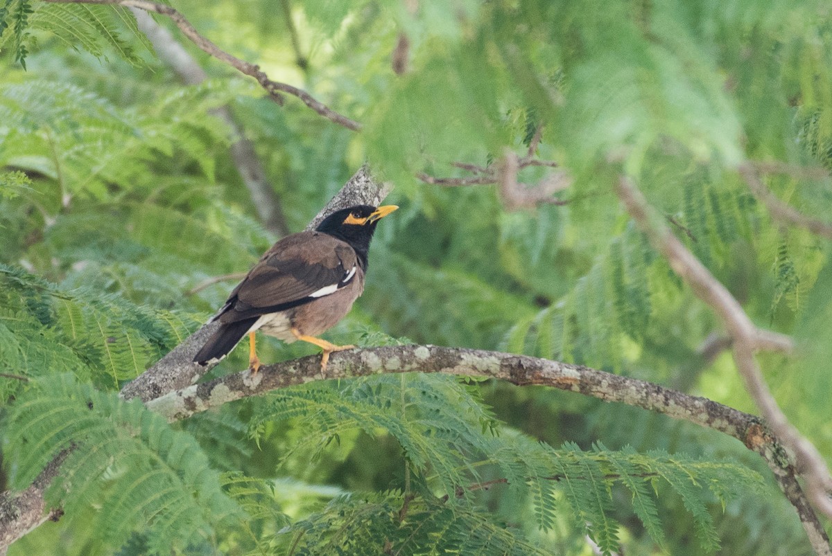 Common Myna - ML52834831