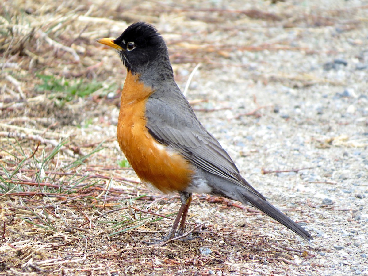 American Robin - ML52834931