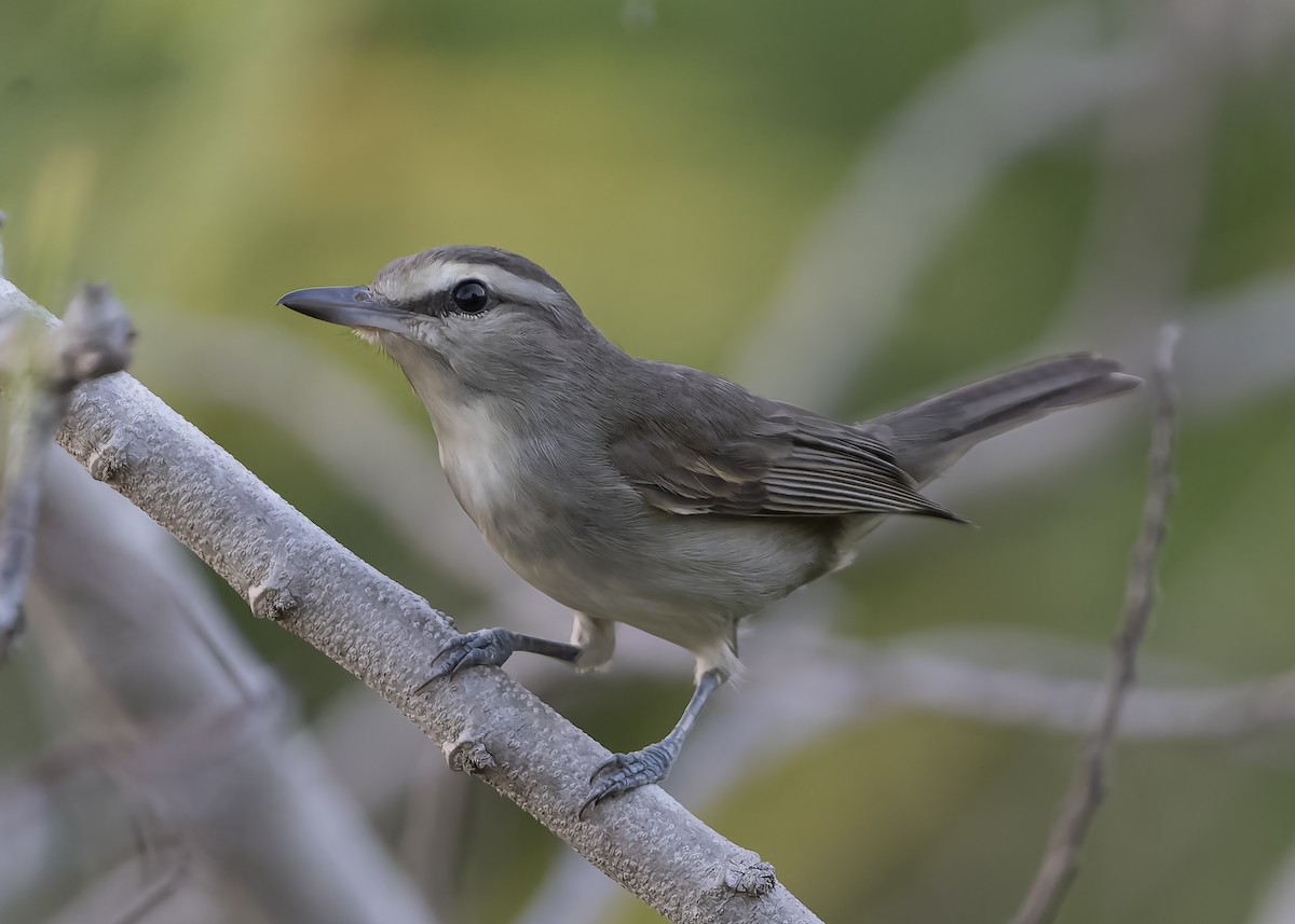 Yucatan Vireo - Guillermo  Saborío Vega