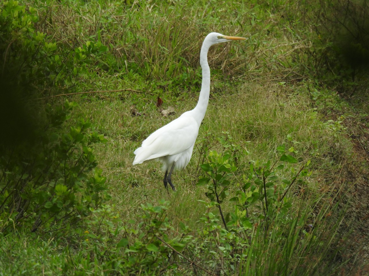 Grande Aigrette - ML528353671