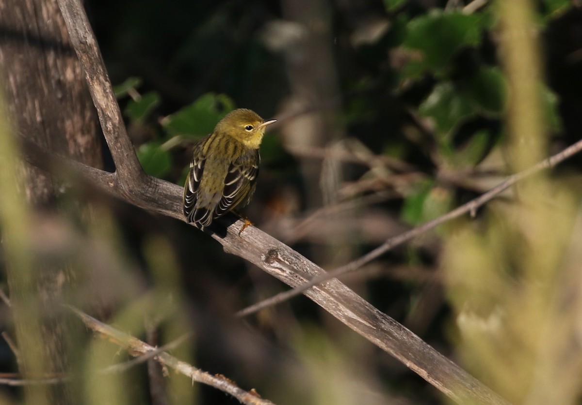 Blackpoll Warbler - ML528354691