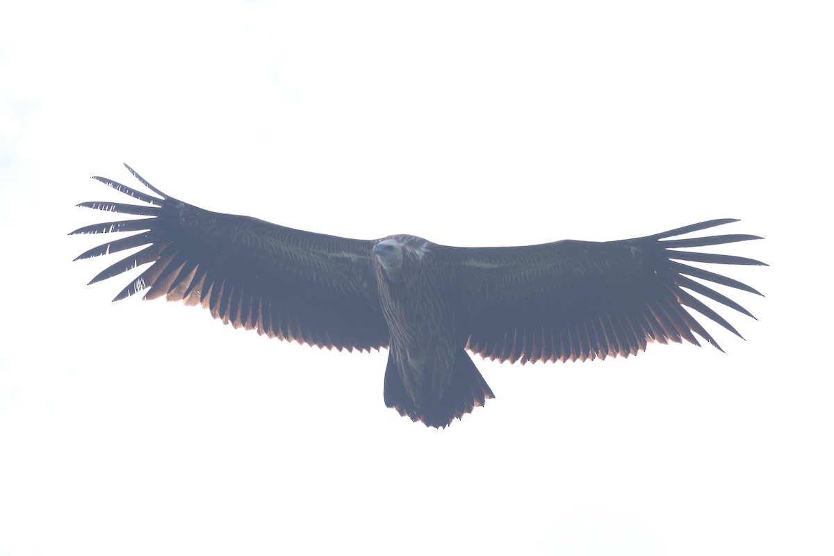 sup himálajský - ML528354841