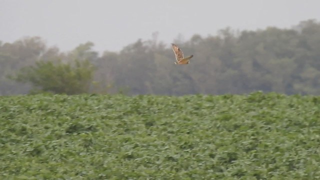 Hibou des marais - ML528356391