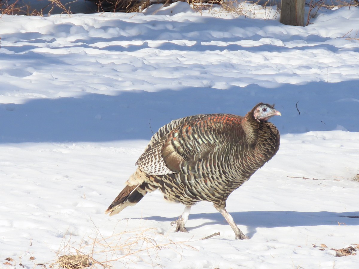 Wild Turkey - ML528356411