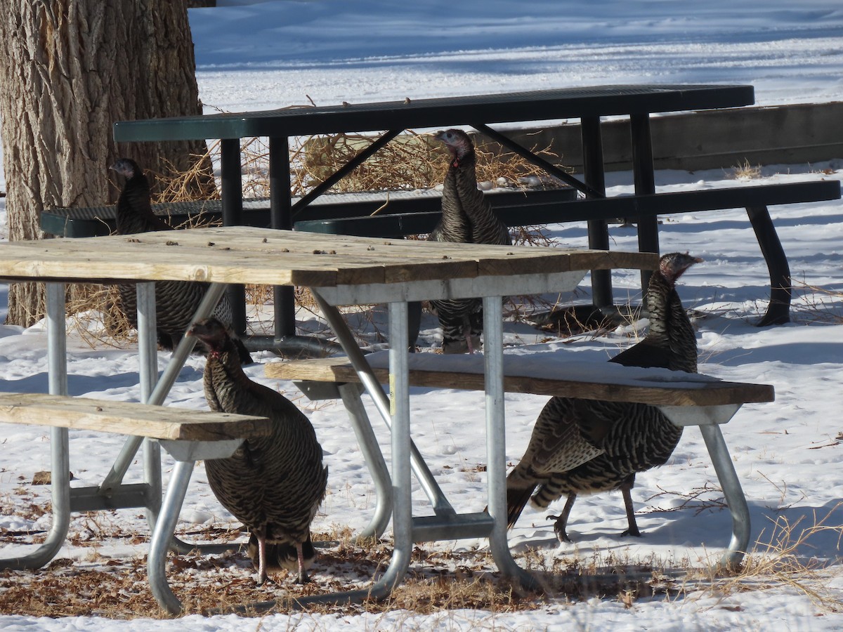 Wild Turkey - ML528356421