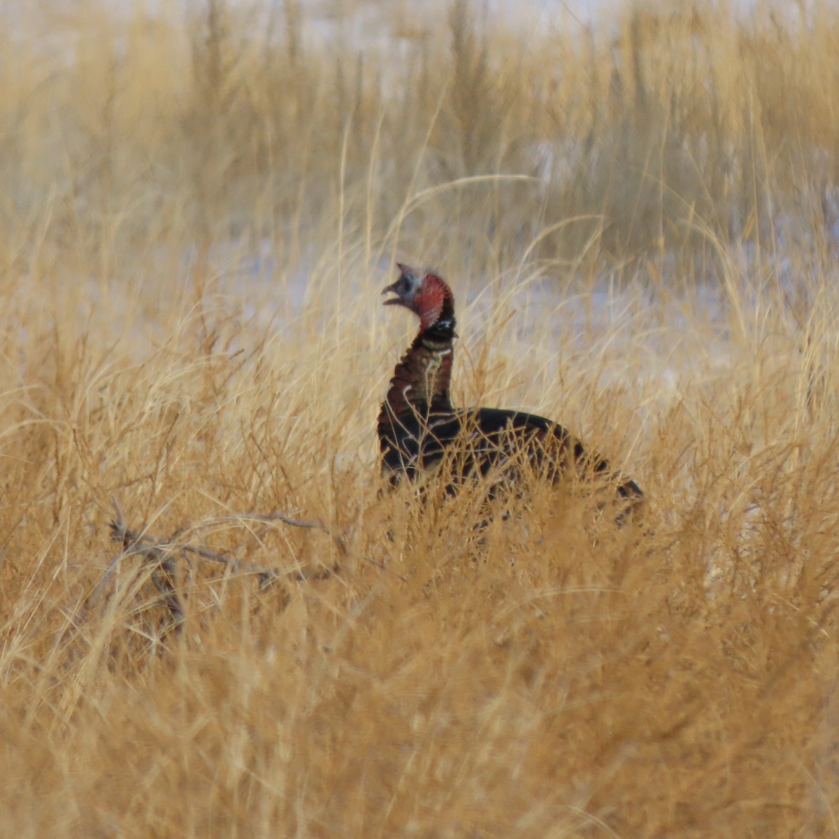 Wild Turkey - ML528356491
