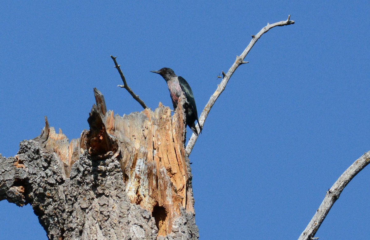 Lewis's Woodpecker - ML528356761