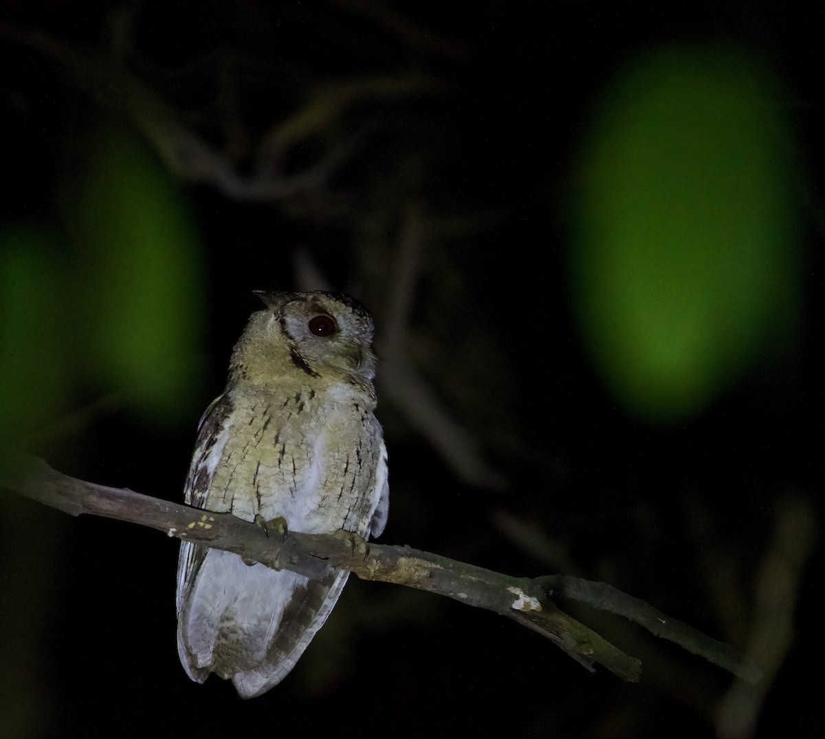 Indian Scops-Owl - ML528357841