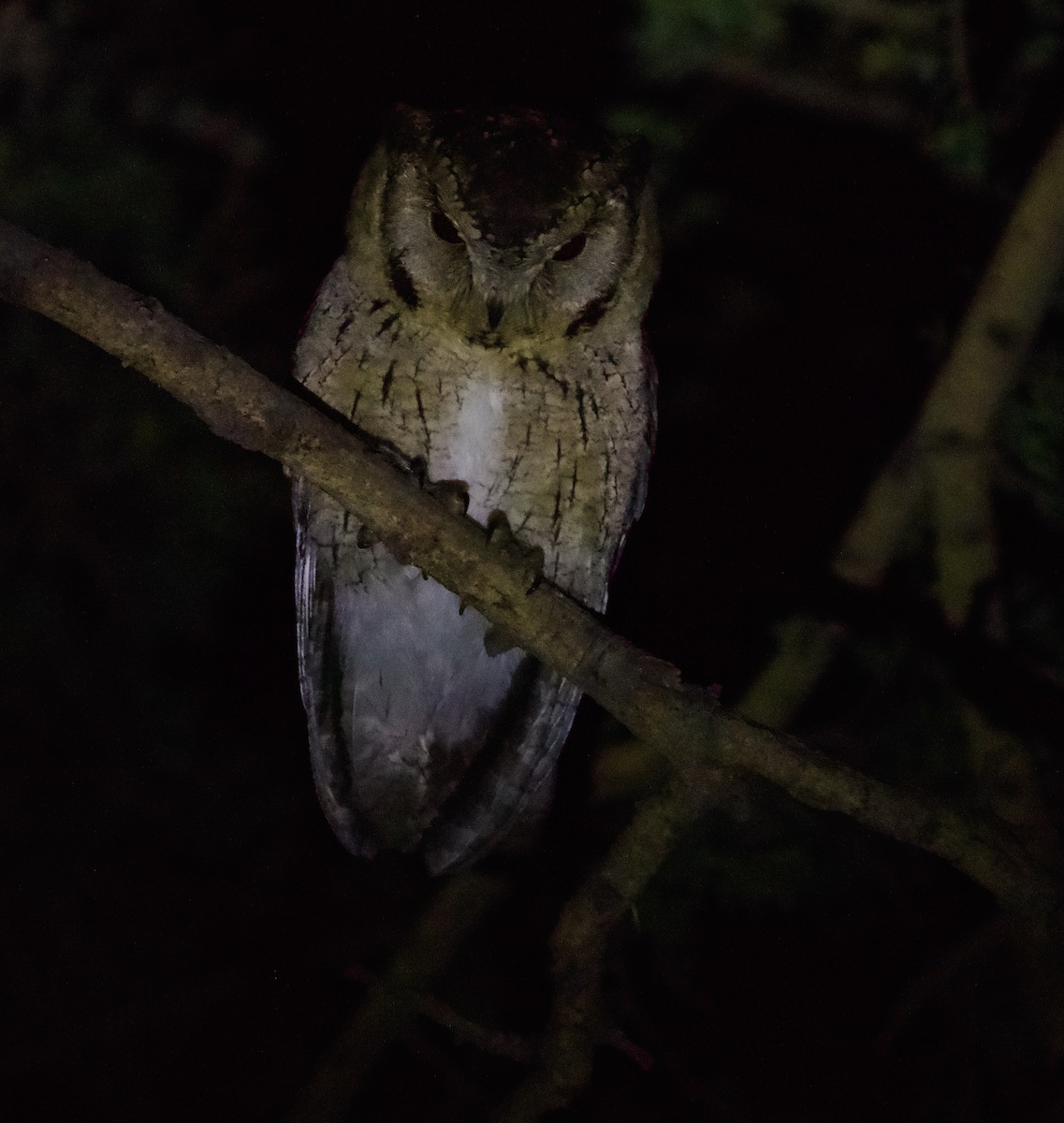 Indian Scops-Owl - ML528357881