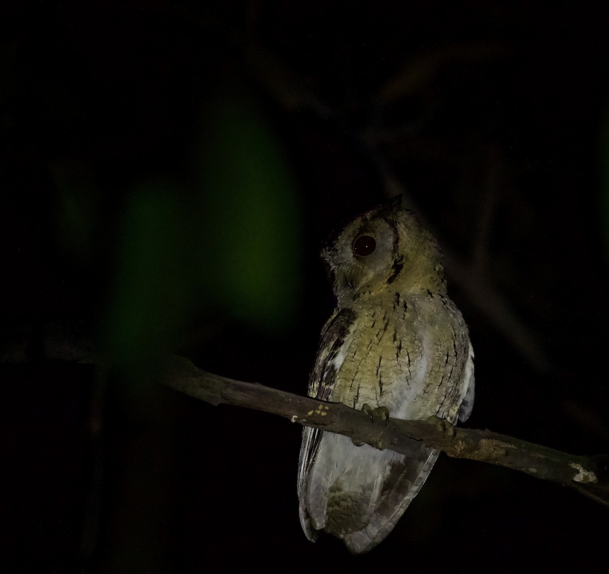 Indian Scops-Owl - SIRISH KUMAR