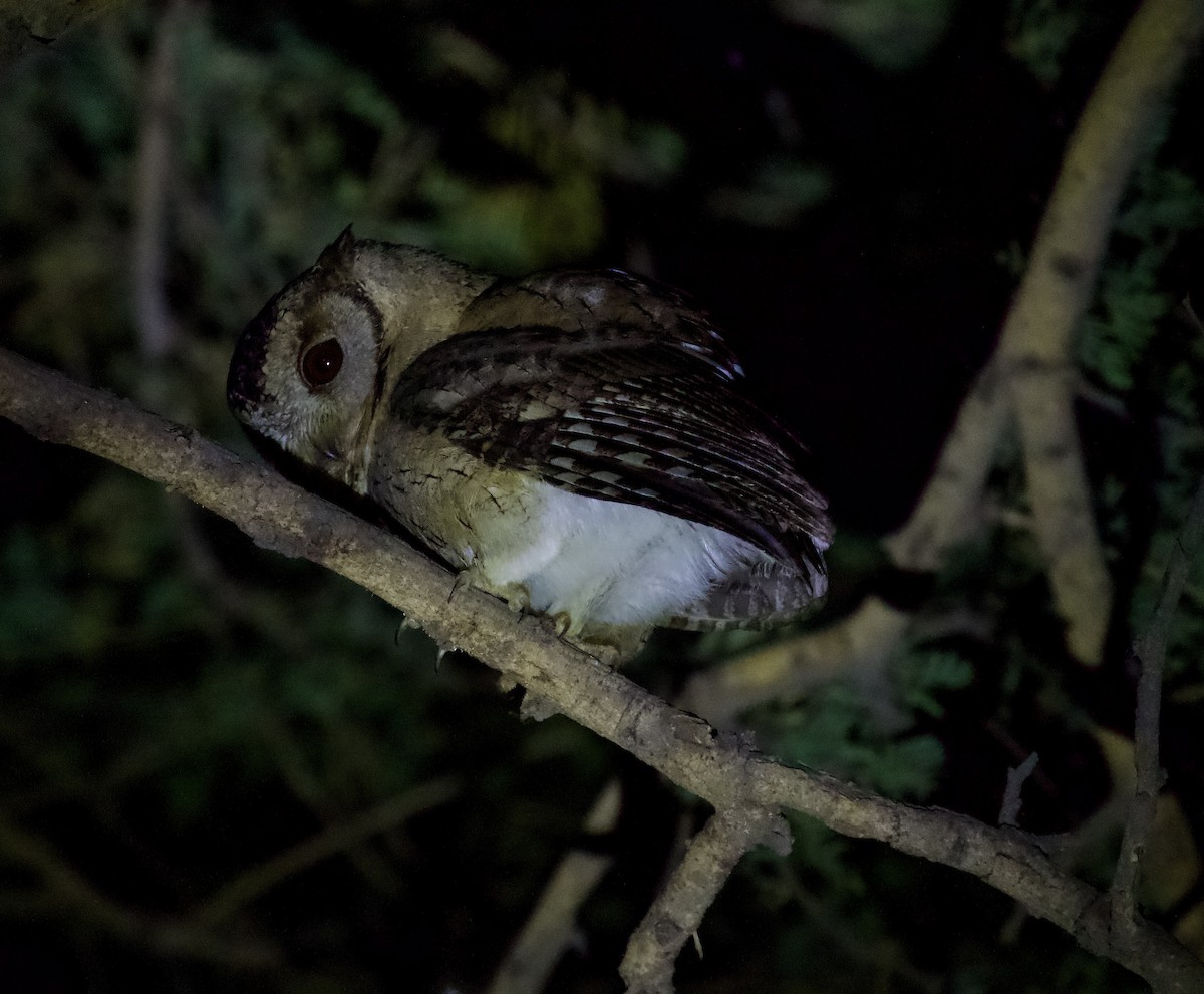 Indian Scops-Owl - ML528358081