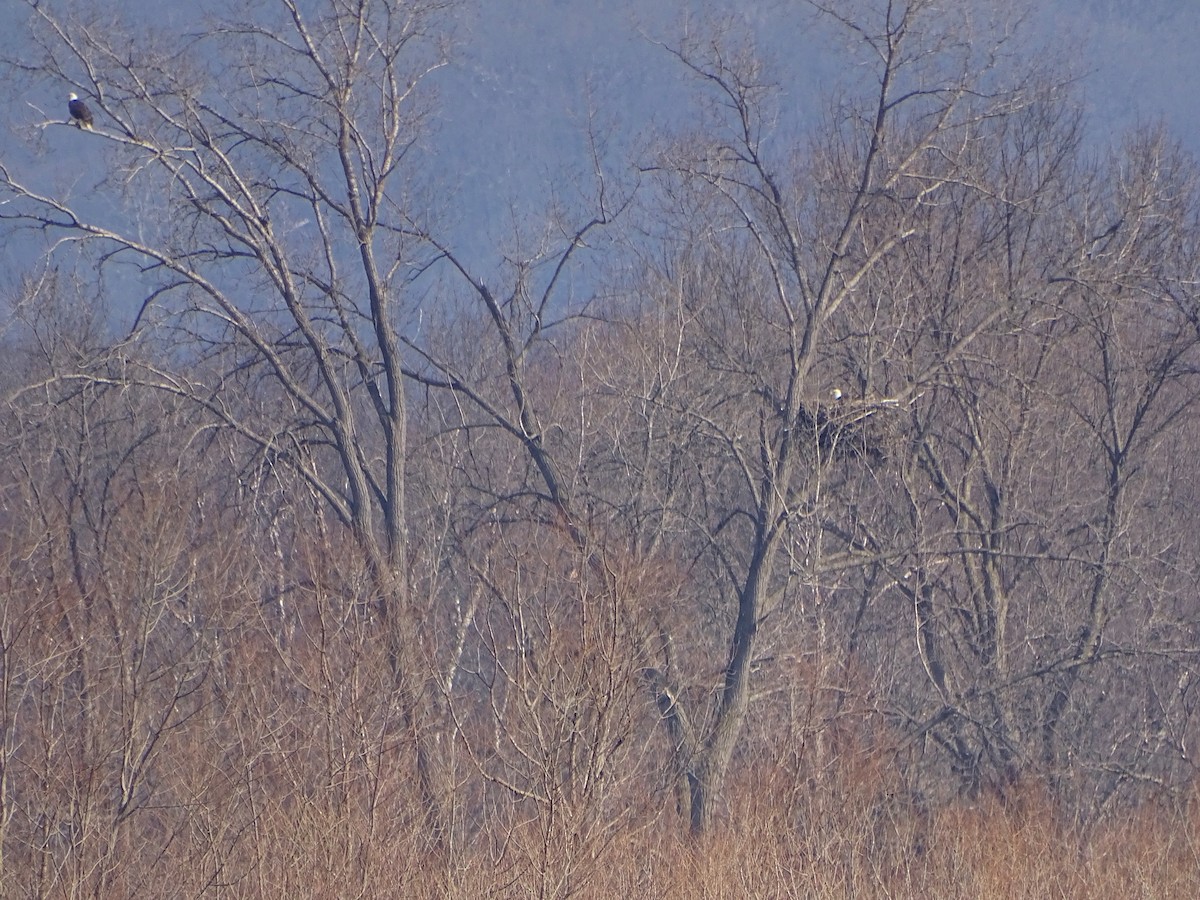 Bald Eagle - ML52835811