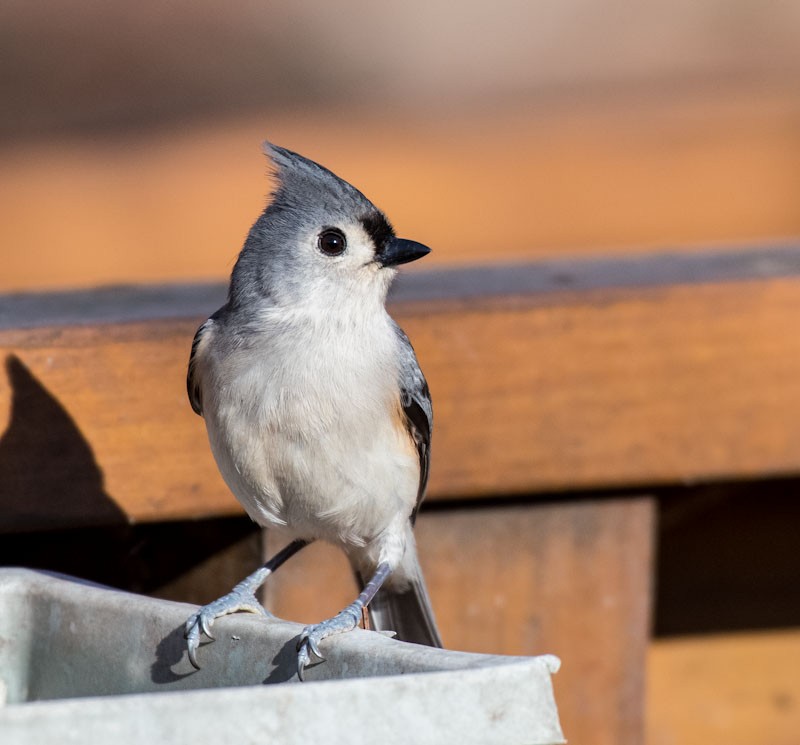 Tufted Titmouse - ML528358811