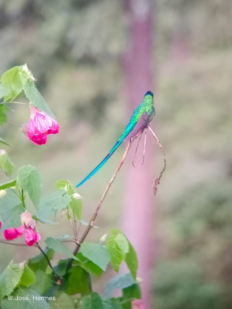 Long-tailed Sylph - ML528359221