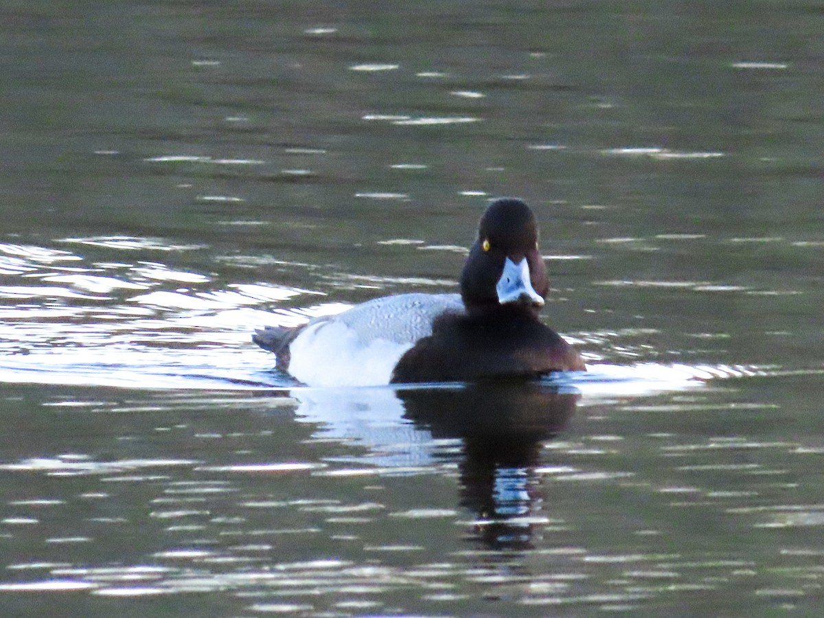 Greater Scaup - ML528359971