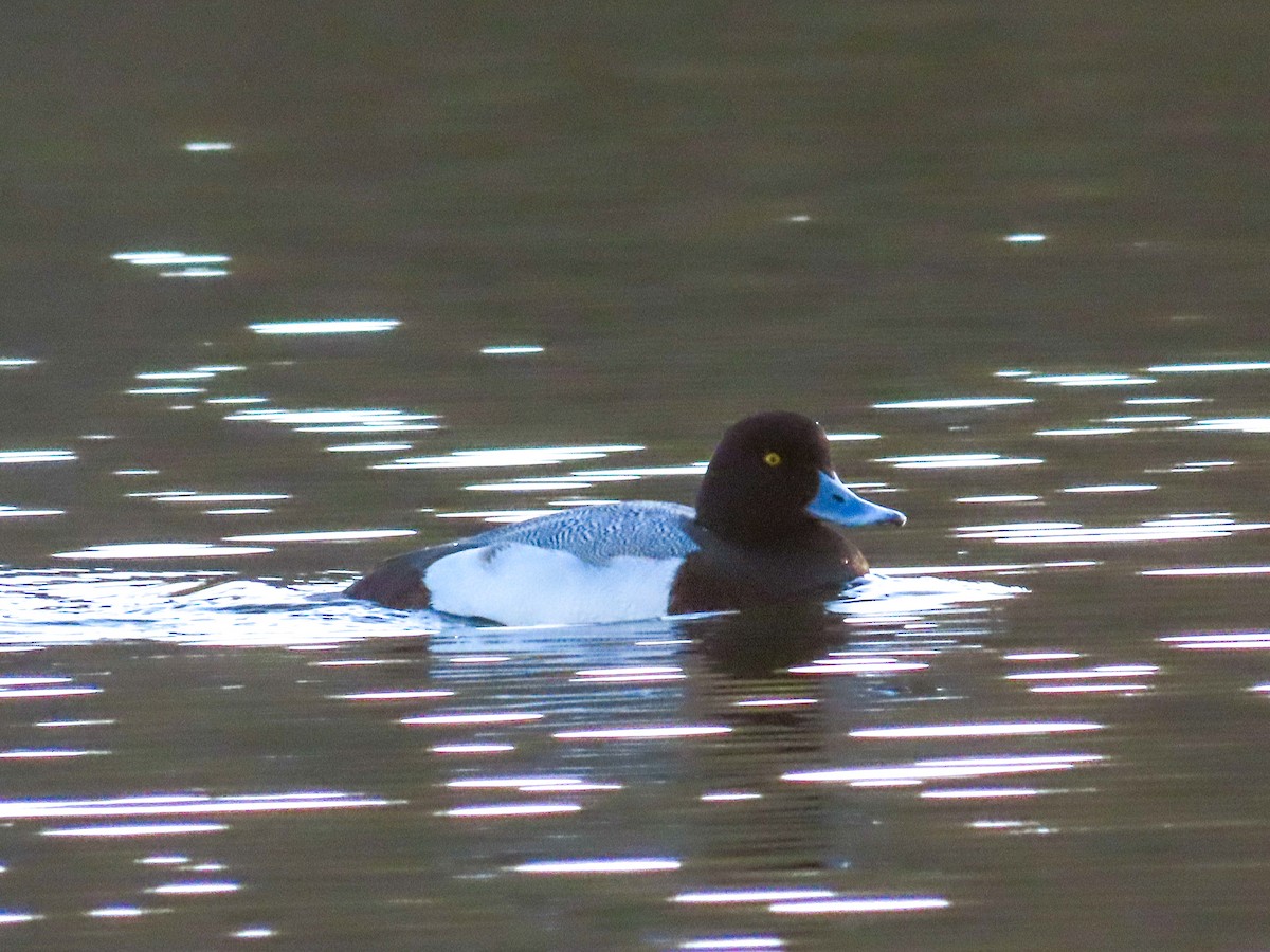 Greater Scaup - ML528360071