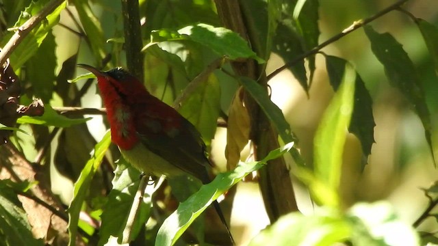 Crimson Sunbird - ML528361931