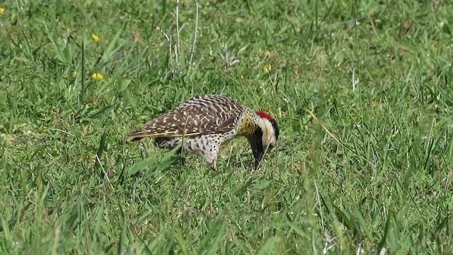 Green-barred Woodpecker - ML528362441
