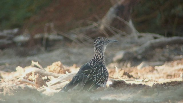 Greater Roadrunner - ML528363211