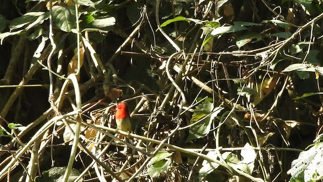 Crimson Sunbird - ML528363281