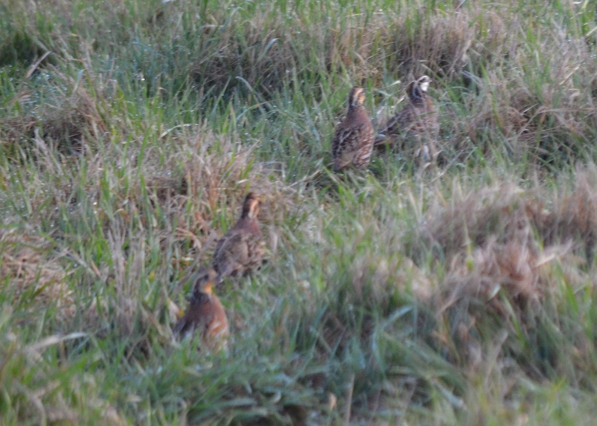 Northern Bobwhite - Scott Latimer