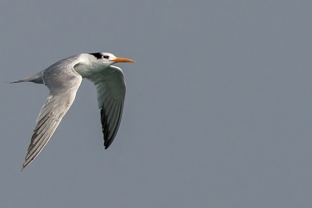 Lesser Crested Tern - Volkan Donbaloglu