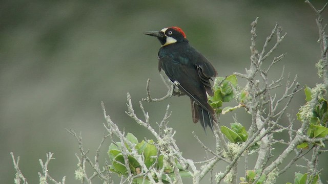 Acorn Woodpecker - ML528365091