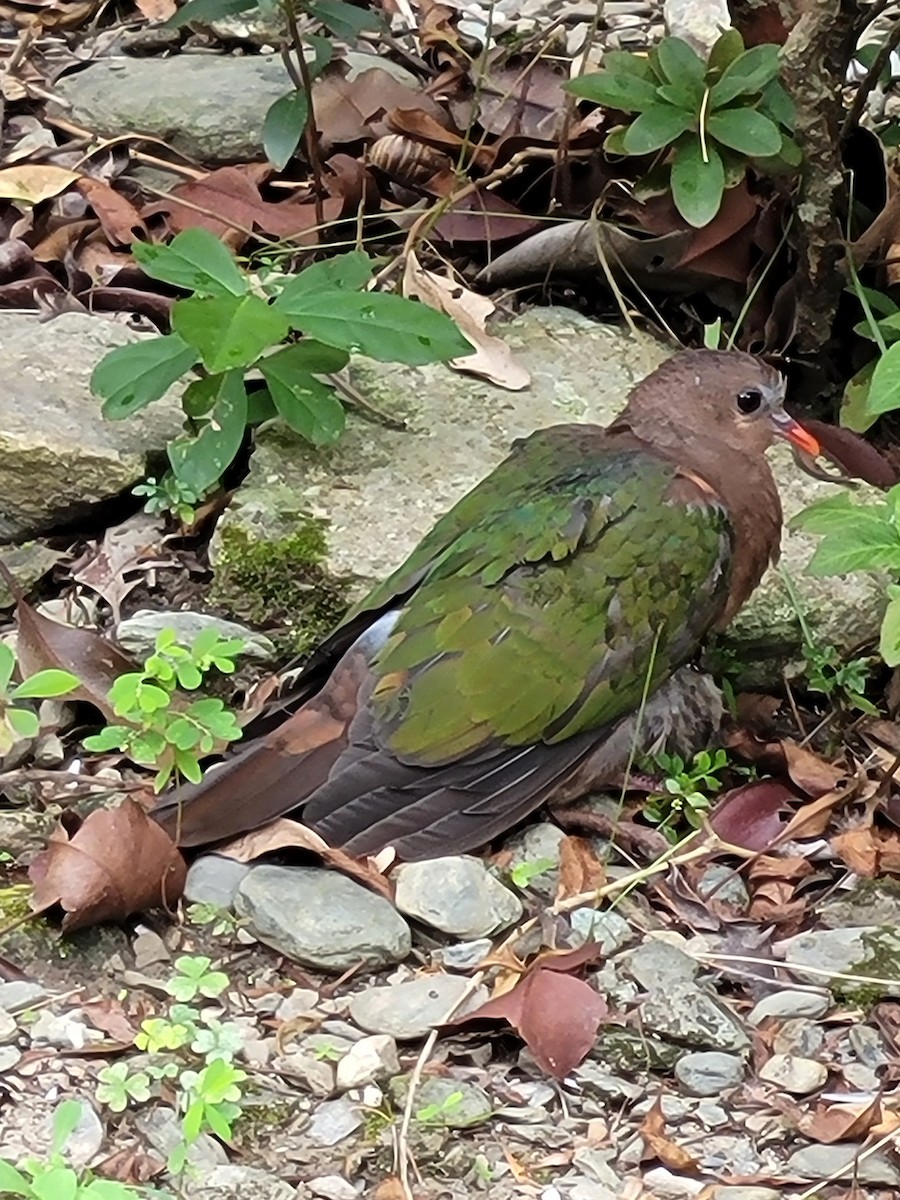 Asian Emerald Dove - ML528365231