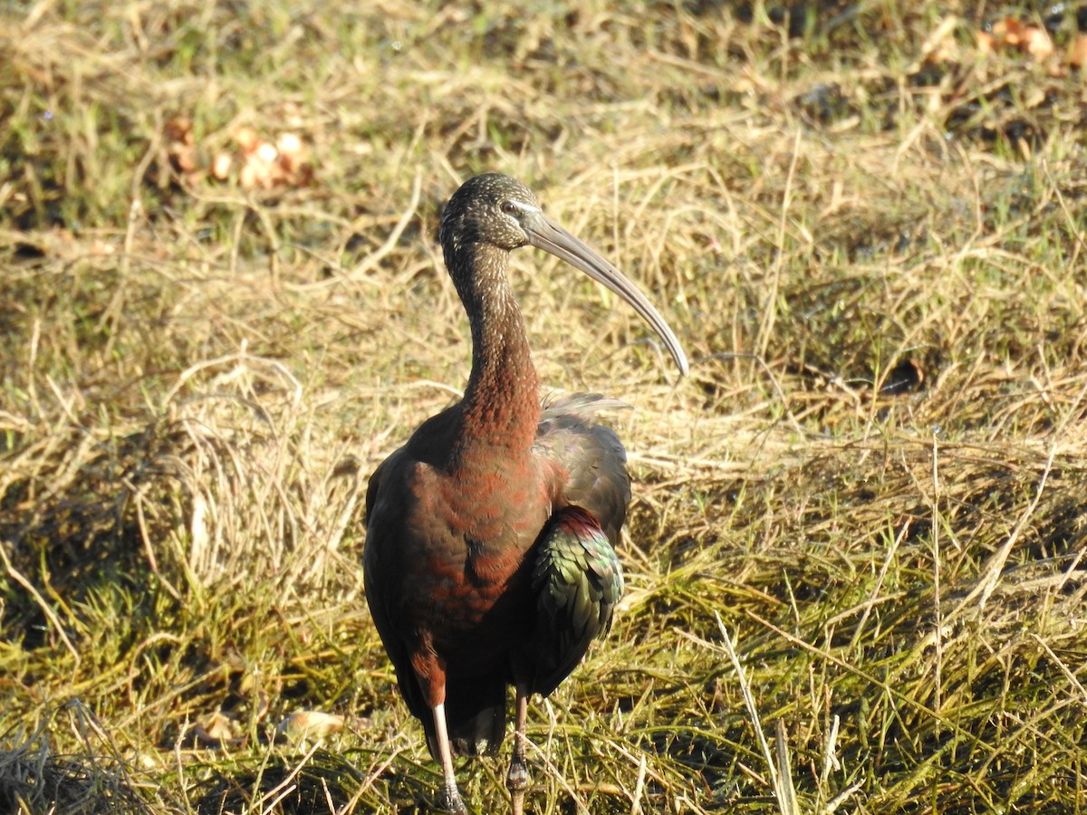 Glossy Ibis - ML528365681