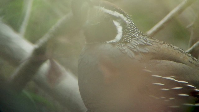 California Quail - ML528365921