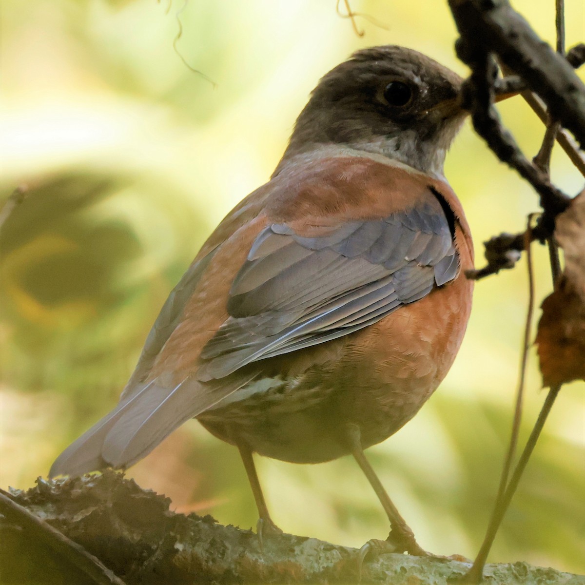 Chestnut Thrush - ML528366711