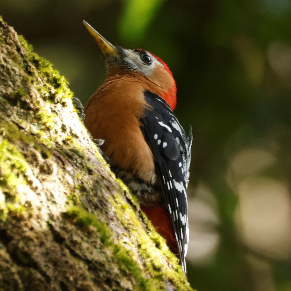 Rufous-bellied Woodpecker - John Mills