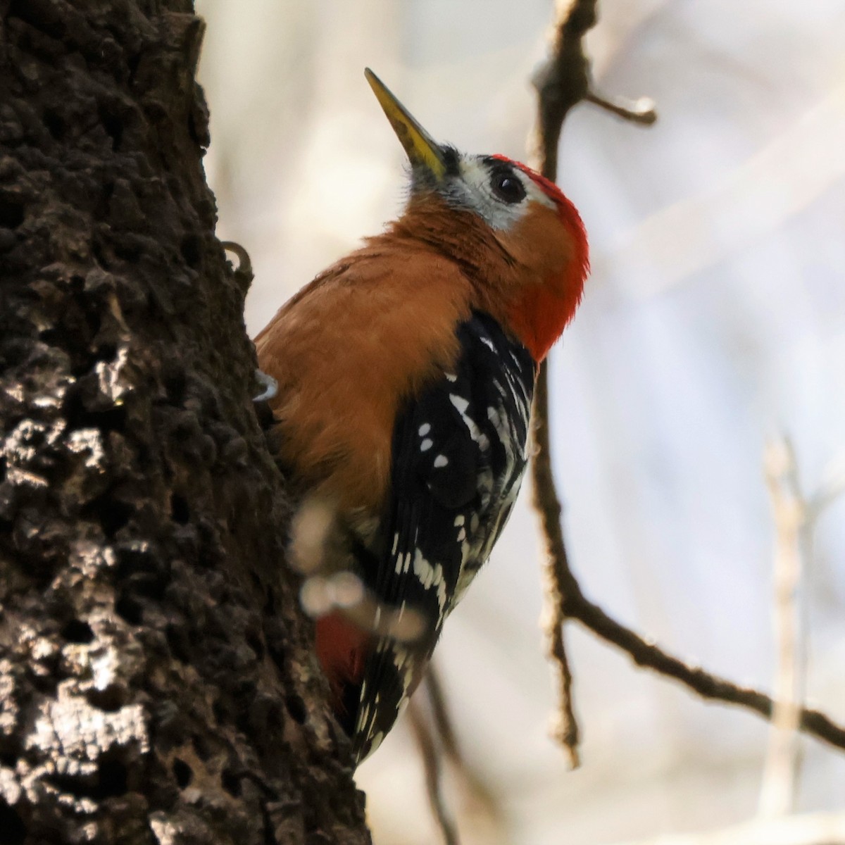 Rufous-bellied Woodpecker - John Mills